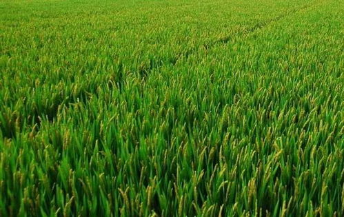 三大粮食作物保险覆盖扩大 500个产粮大县种植即享保障