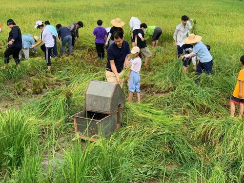 校园农耕新风尚 割水稻、打谷子、种作物、养鸭子，师生共筑劳动实践乐园