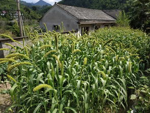 餐桌外的情感纽带 有一种记忆叫农村的大春天，时代变迁但温暖如山