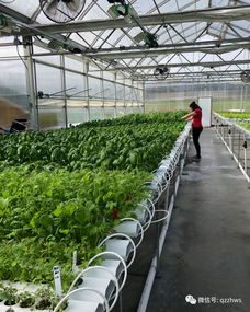 无土栽培与植物工厂化 农作物种植的未来之路