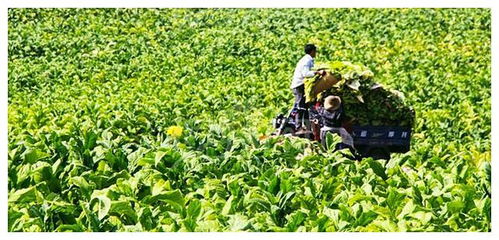 农民种植作物丰收后销路发愁，每亩收益几何？