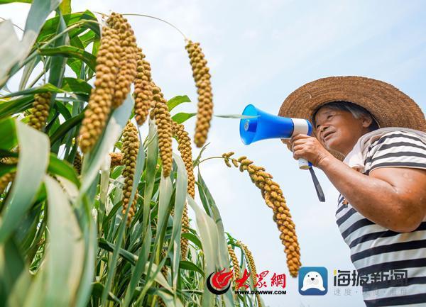 山东邹平 山区谷子丰收在望，特色农作物种植铺就富民路