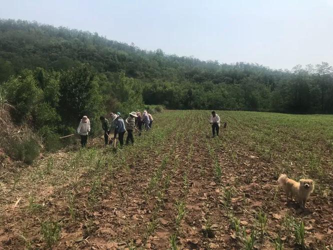 安泽东里绿源生态农作物种植基地绿色杂粮上市了！