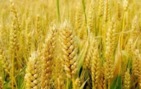 从选种到收获 农作物种植全过程详解
